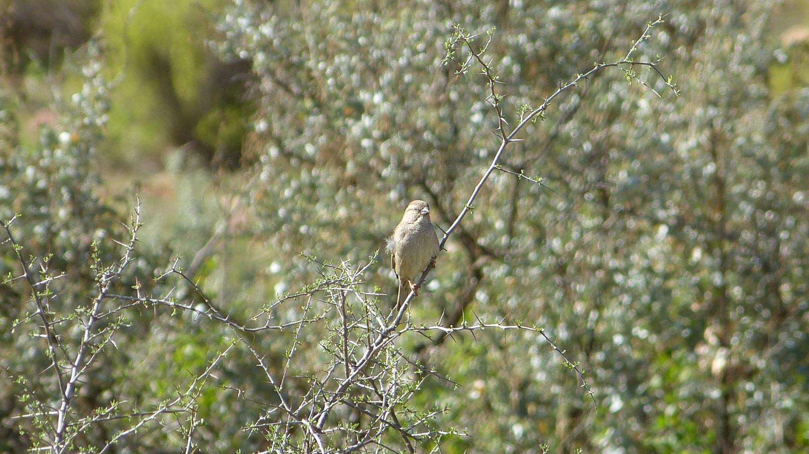 Sivun Emberiza impetuani impetuani Smith & A 1836 kuva