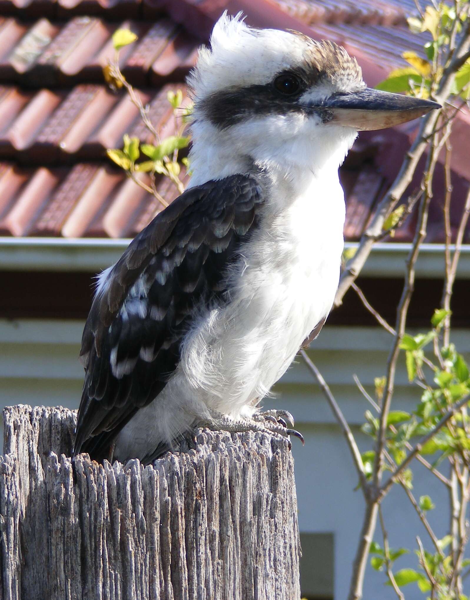 Image of Kookaburra