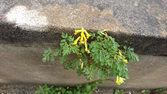 Image of yellow corydalis