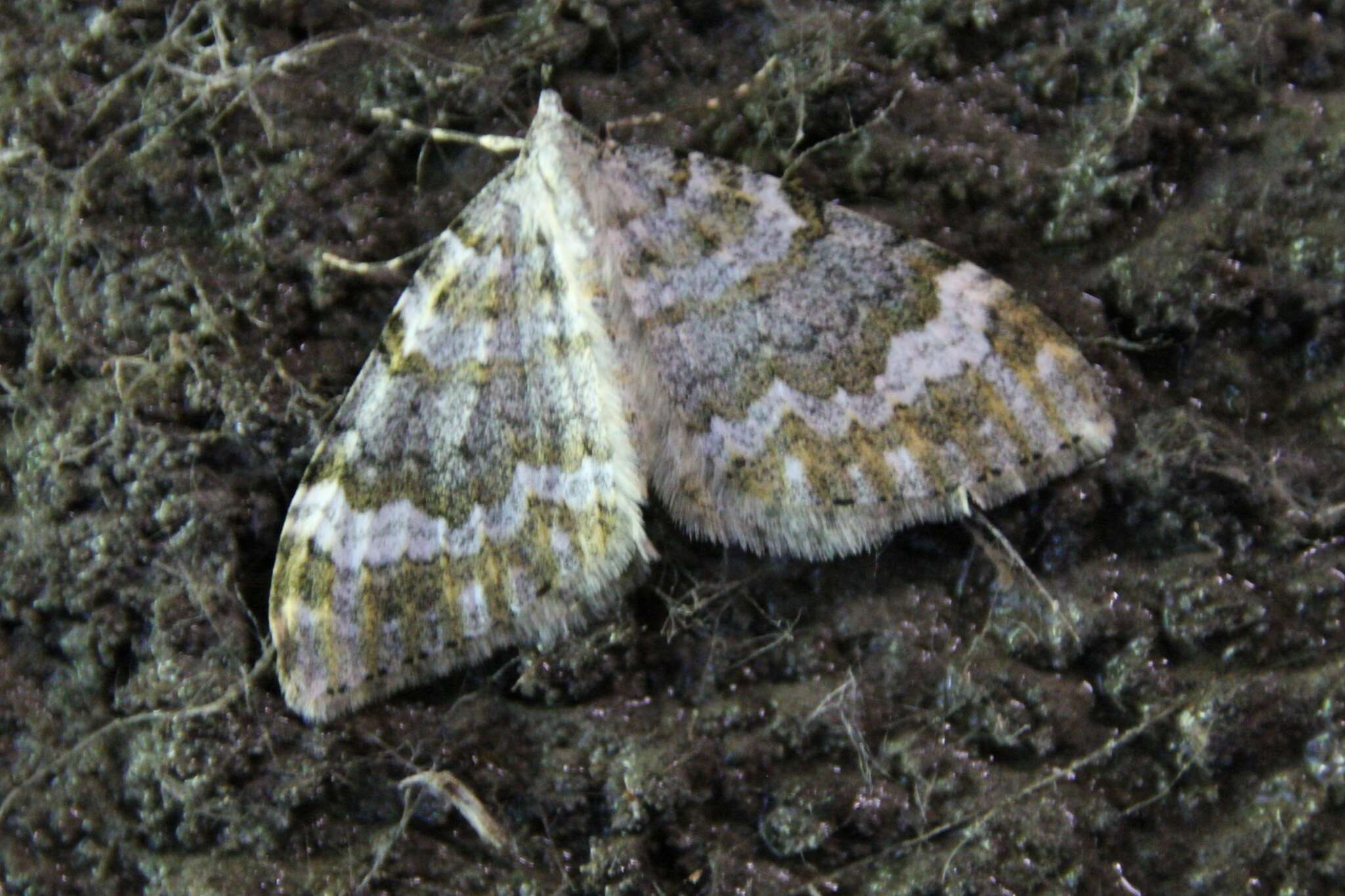 Image de Entephria flavicinctata Hübner 1808