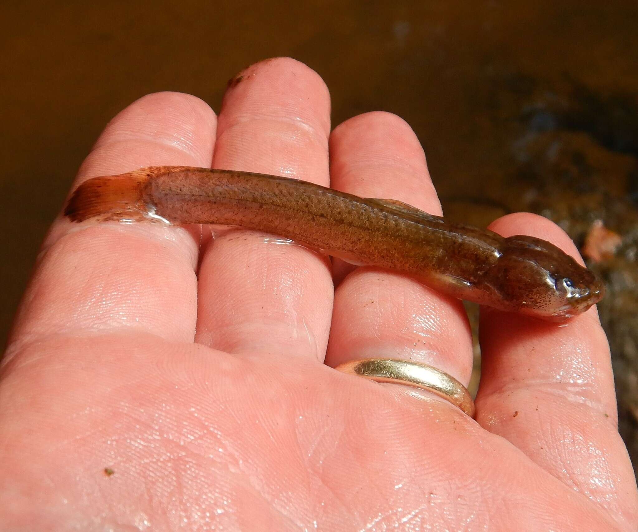 Image of Speckled madtom