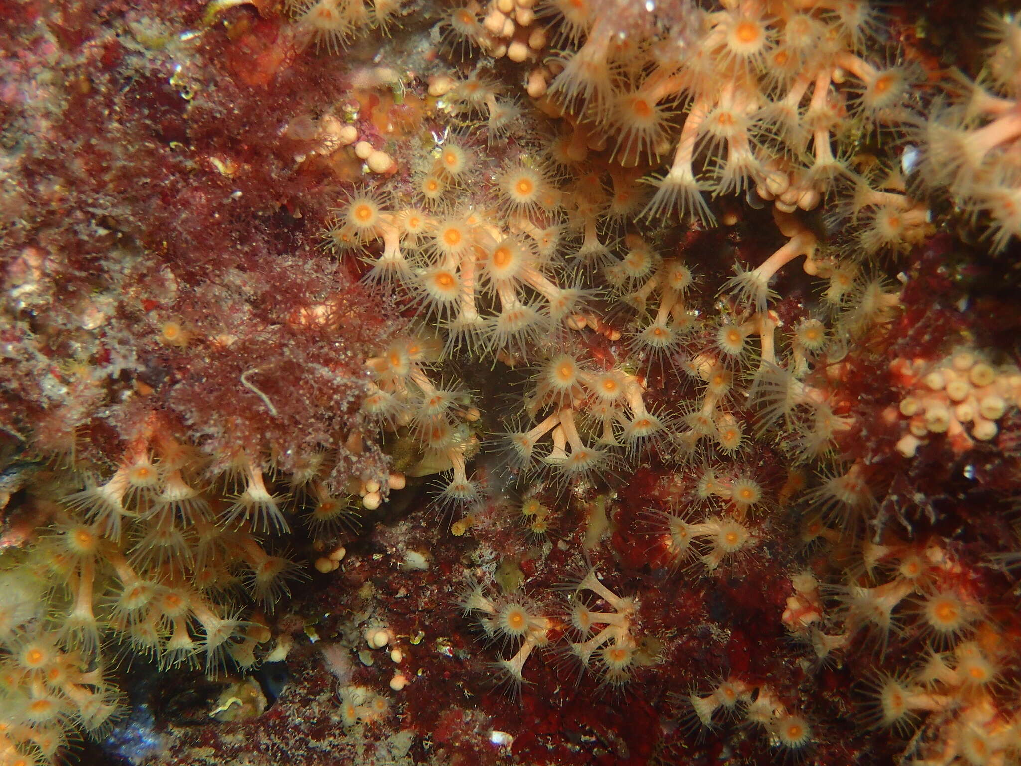 Image of Yellow encrusting anemone