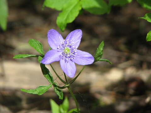 Image of Blue Windflower