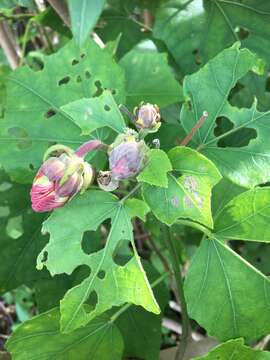 Image of Hibiscus makinoi Y. Jotani & H. Ohba