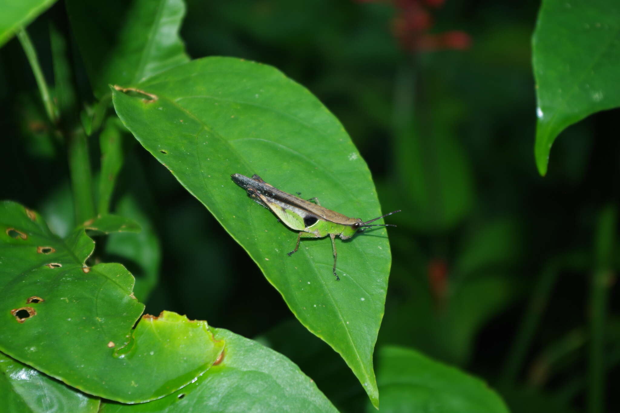 Xiphiola的圖片