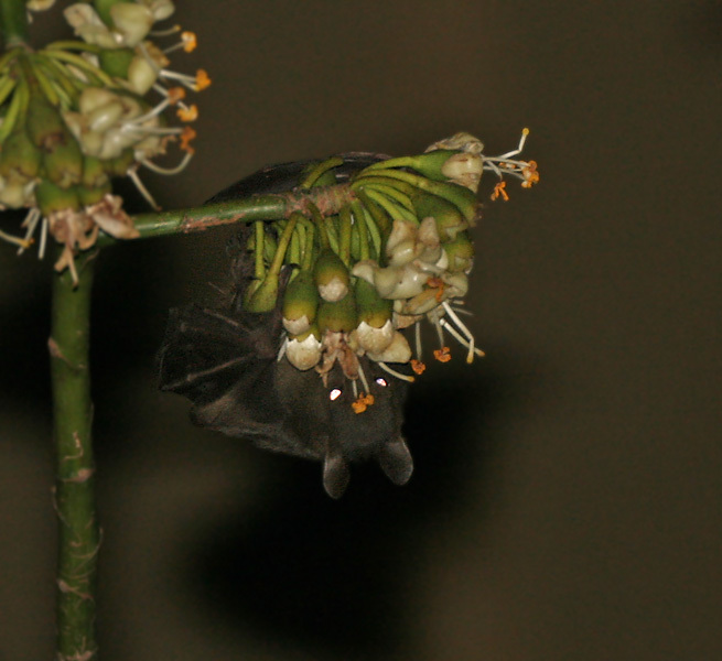 Image of Greater Short-nosed Fruit Bat