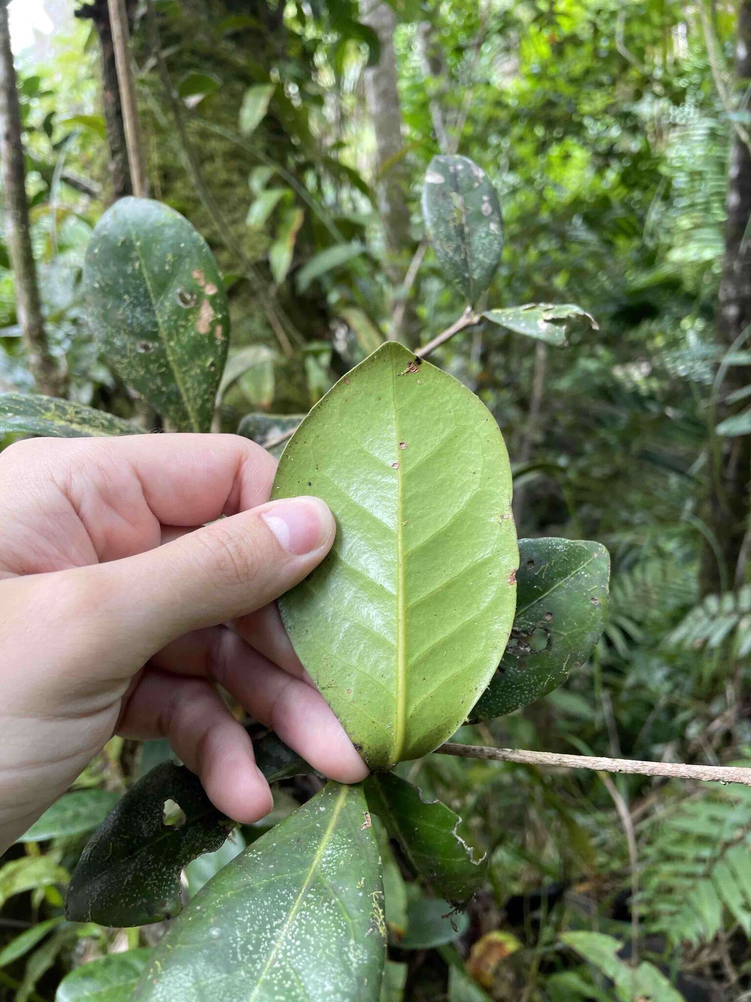 Ocotea spathulata Mez resmi