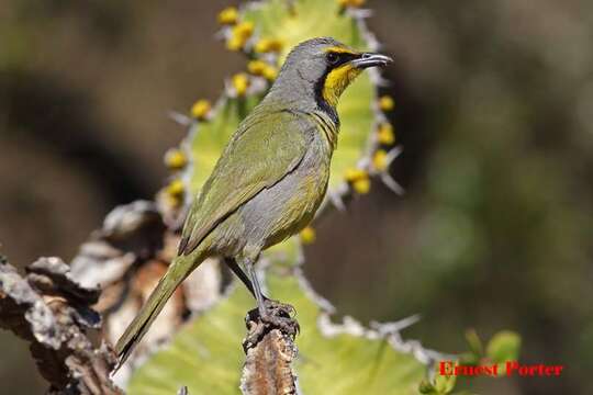 Telophorus zeylonus zeylonus (Linnaeus 1766)的圖片