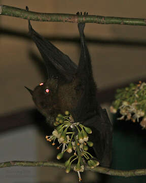 Image of Indian Flying Fox