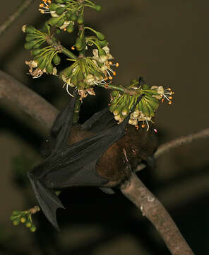 Image of Indian Flying Fox