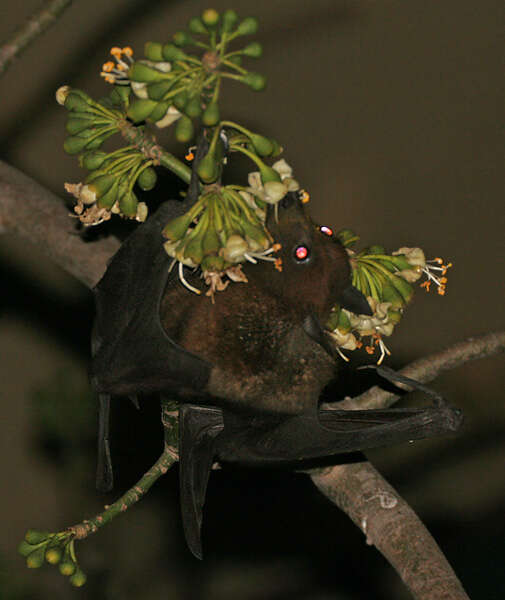 Image of Indian Flying Fox