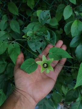 Image of Polystemma viridiflorum Decne.