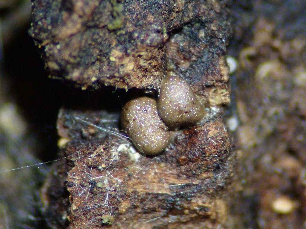 Image of Calomyxa metallica