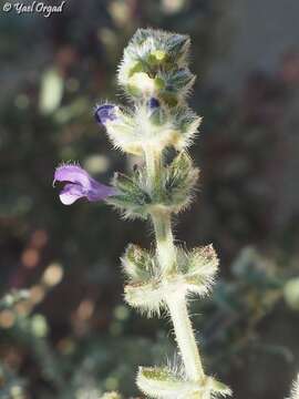 Imagem de Salvia lanigera Poir.