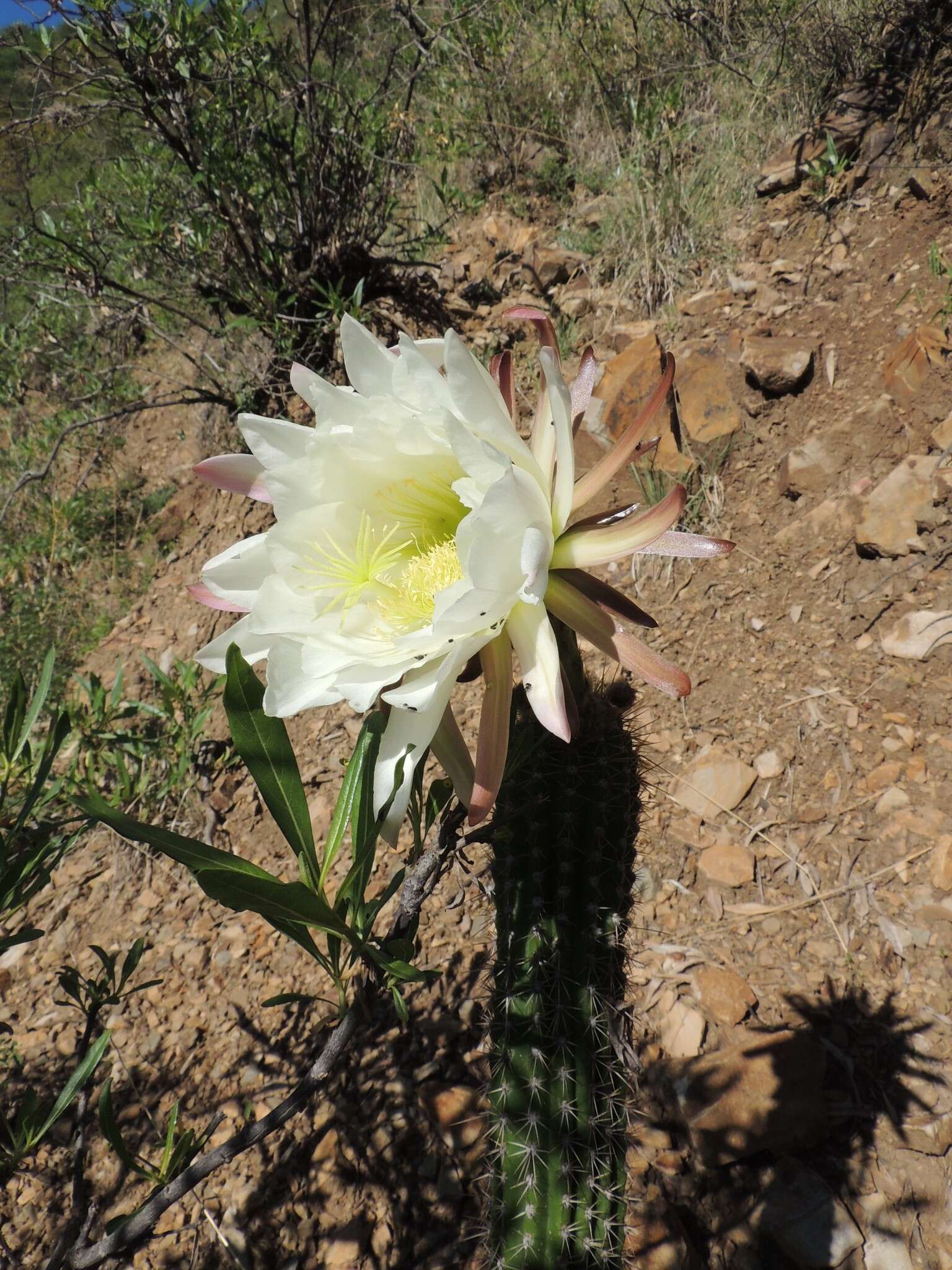 Imagem de Echinopsis schickendantzii F. A. C. Weber