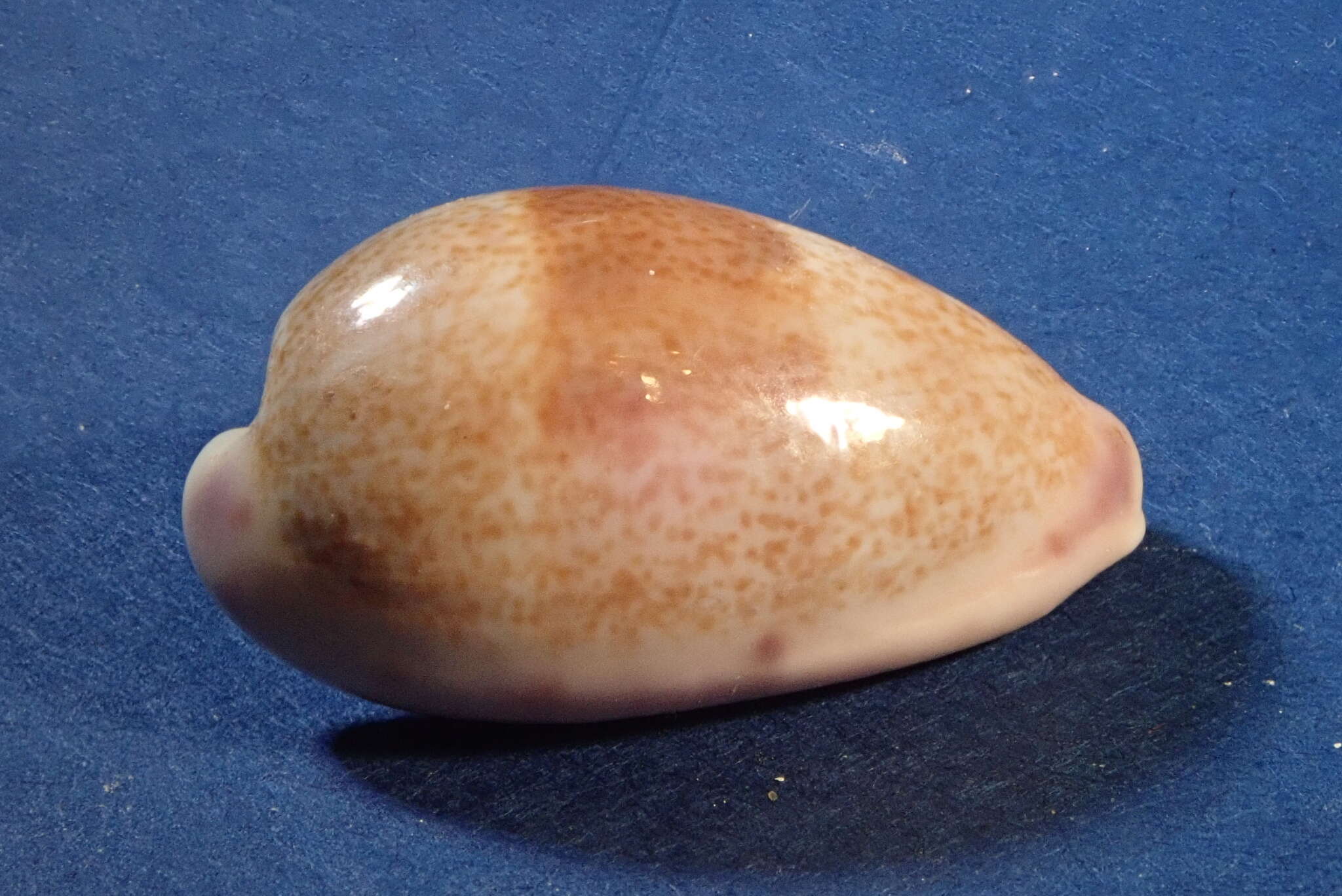 Image of Walker's Cowry