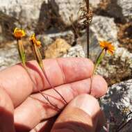 Tagetes tenuifolia Cav. resmi