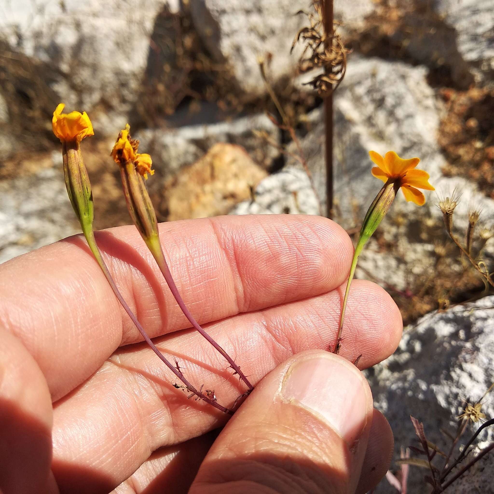 Tagetes tenuifolia Cav. resmi