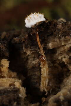 Слика од Tolypocladium inflatum W. Gams 1971