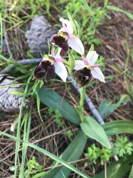 Image of Ophrys argolica subsp. lucis (Kalteisen & H. R. Reinhard) H. A. Pedersen & Faurh.