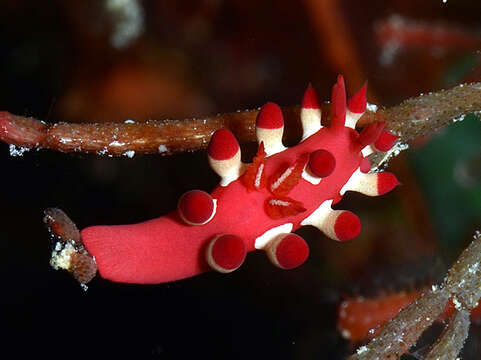 Image of Okenia nakamotoensis (Hamatani 2001)