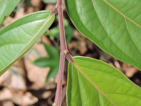 Image of Glochidion philippicum (Cav.) C. B. Rob.