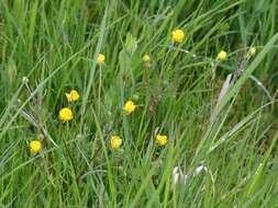 Ranunculus bulbosus L.的圖片