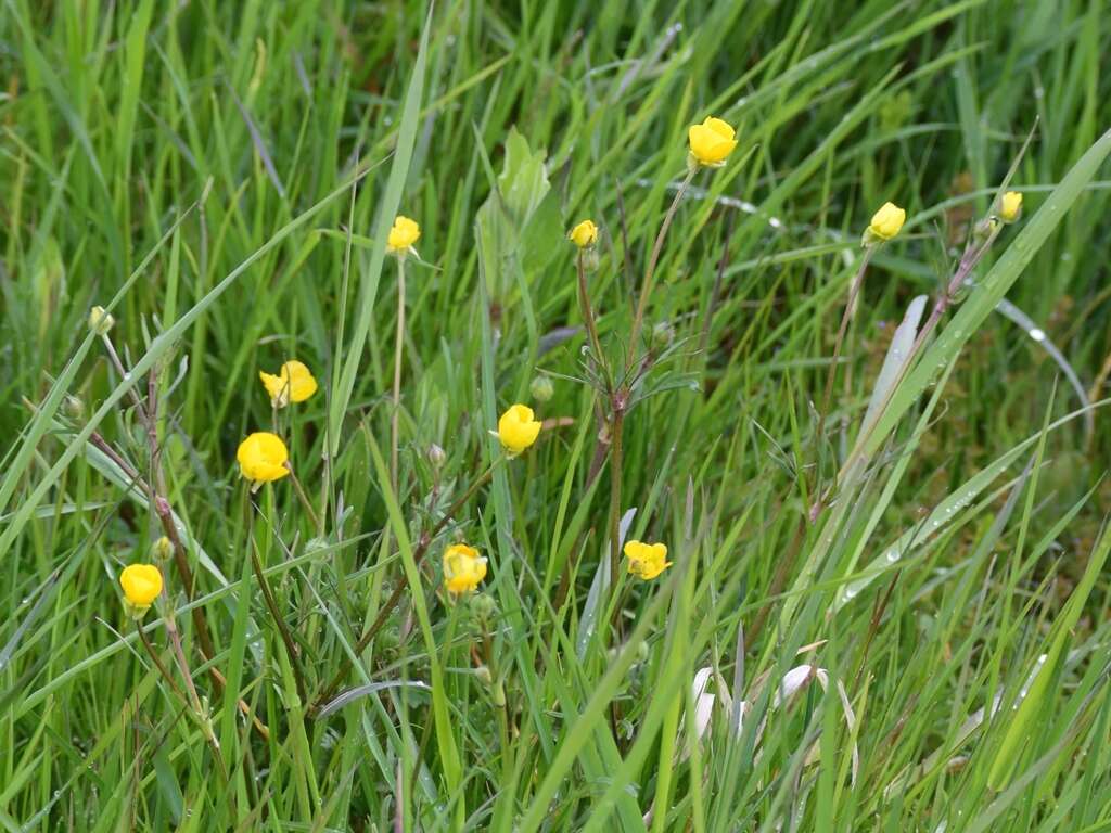 Ranunculus bulbosus L.的圖片