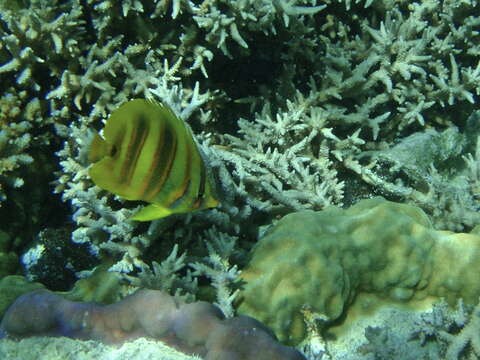 Image of Rainford's Butterflyfish