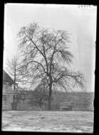 Image of Blackjack Oak