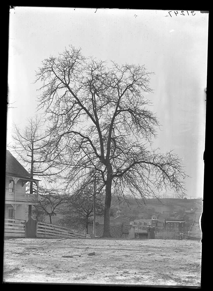 Image of Blackjack Oak