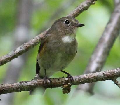 Image of Orange-flanked Bush-Robin