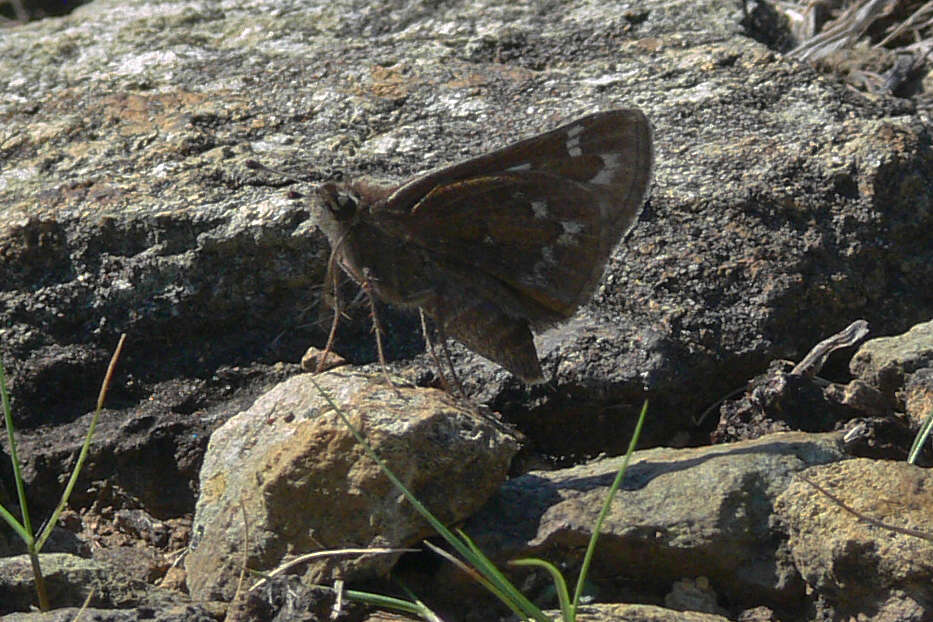 Слика од Hesperia metea Scudder 1863