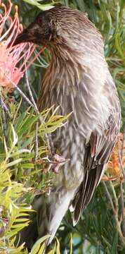 Image of Red Wattlebird