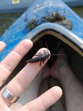 Image of American Salmonfly