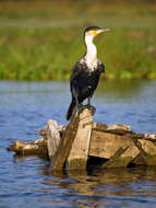 Image of White-breasted Cormorant