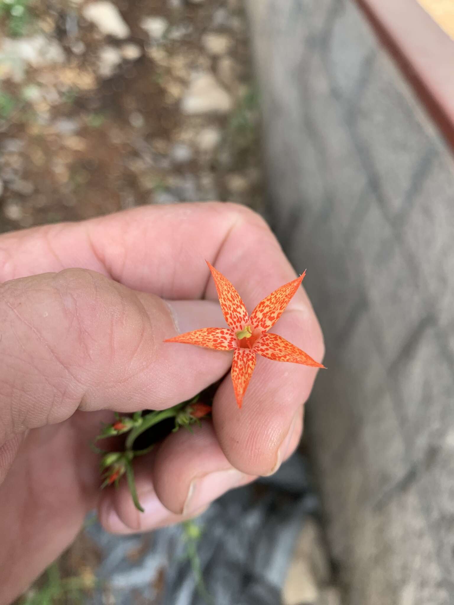 Image of scarlet gilia