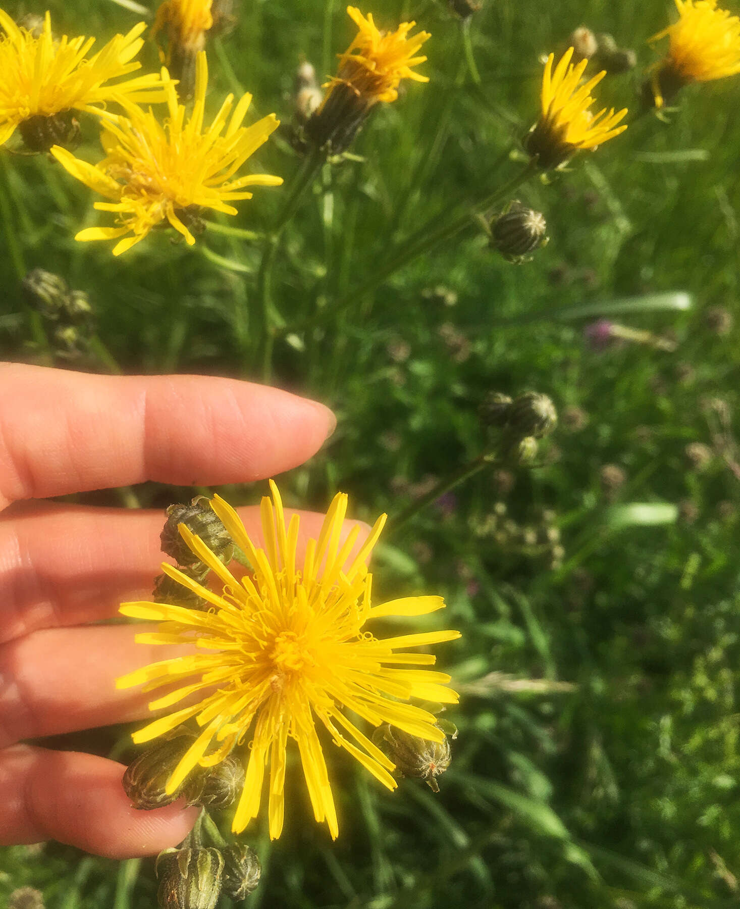 Image of rough hawksbeard