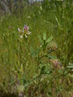 Image de Trifolium bifidum A. Gray