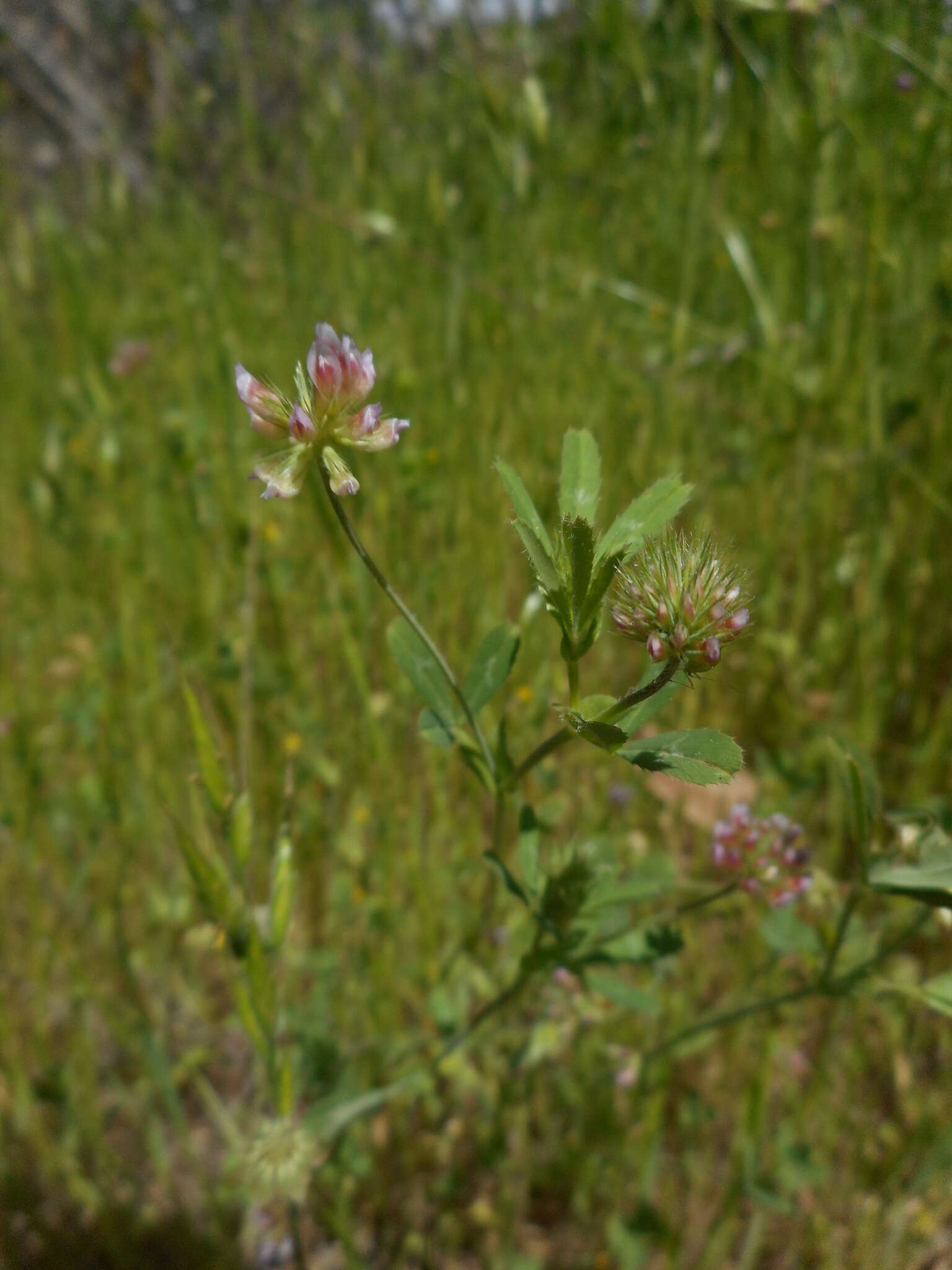 Image de Trifolium bifidum A. Gray