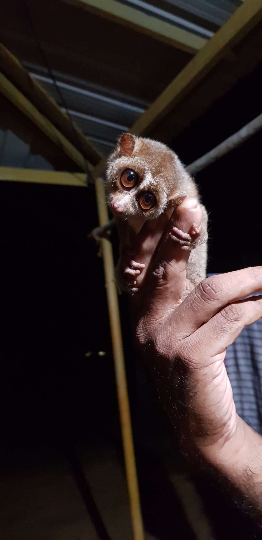 Image of slender loris