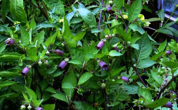 Image of Deadly Nightshade