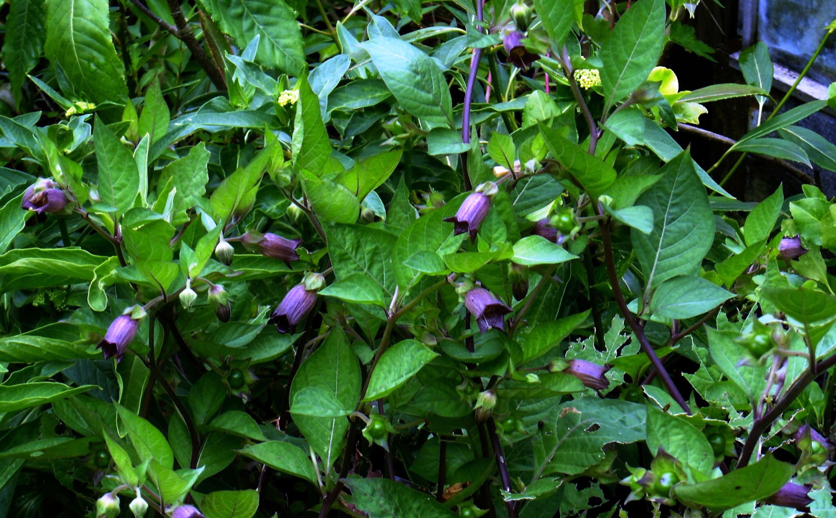 Plancia ëd Atropa belladonna L.