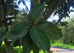 Ficus tequendamae Dugand的圖片