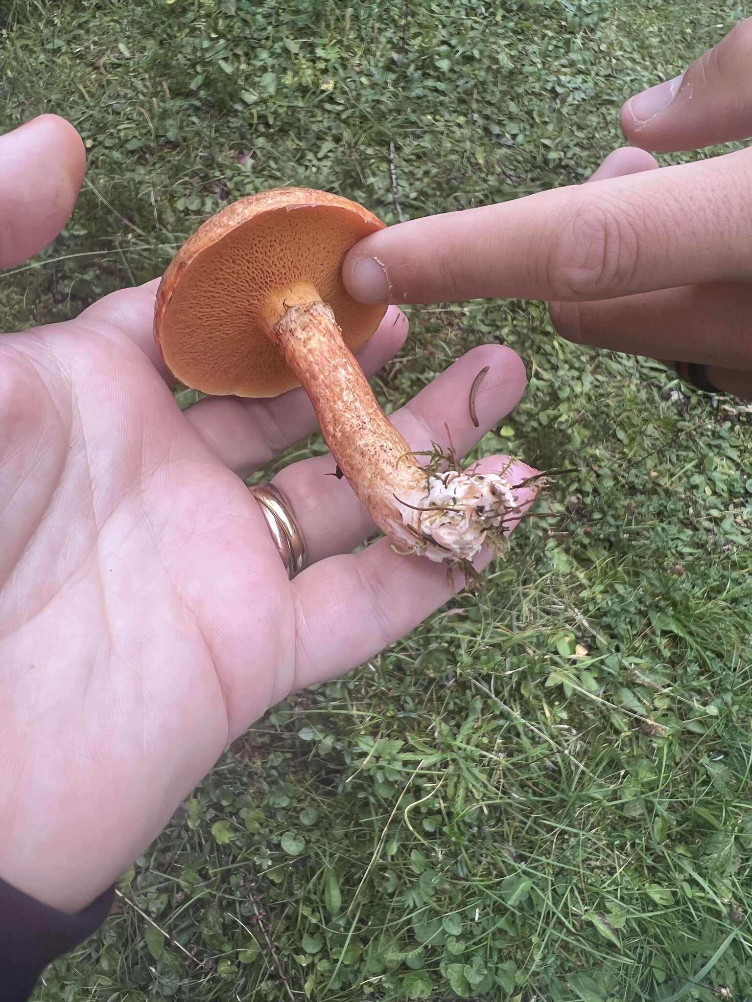 Image of Suillus tridentinus (Bres.) Singer 1945