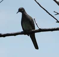 Image of Barred Dove