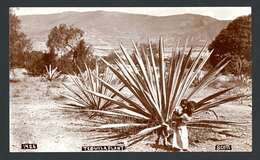 Image of tequila agave