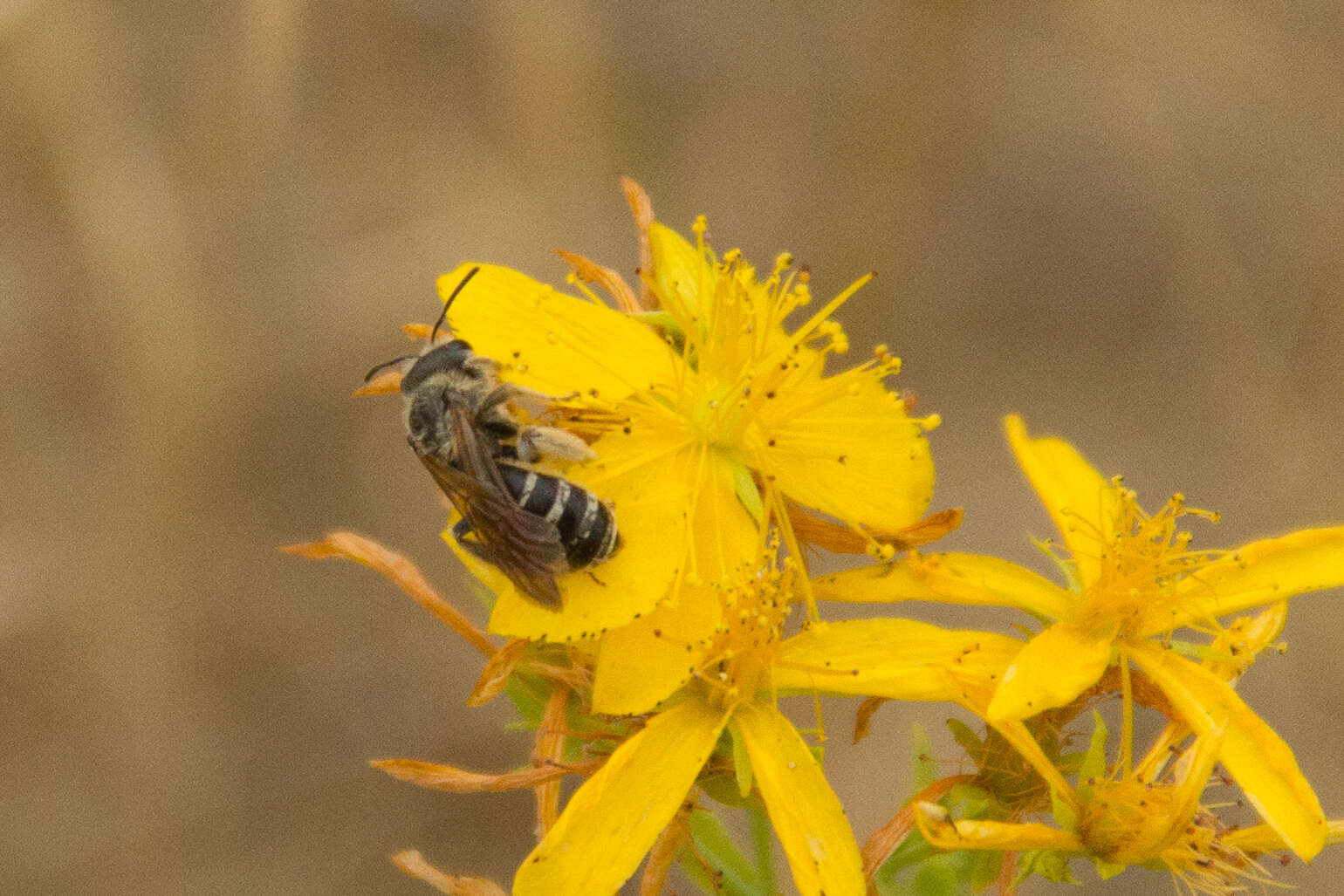 Image of Halictus farinosus Smith 1853