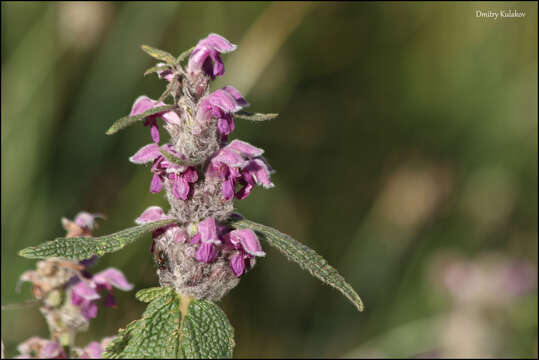 صورة Phlomoides oreophila (Kar. & Kir.) Adylov, Kamelin & Makhm.