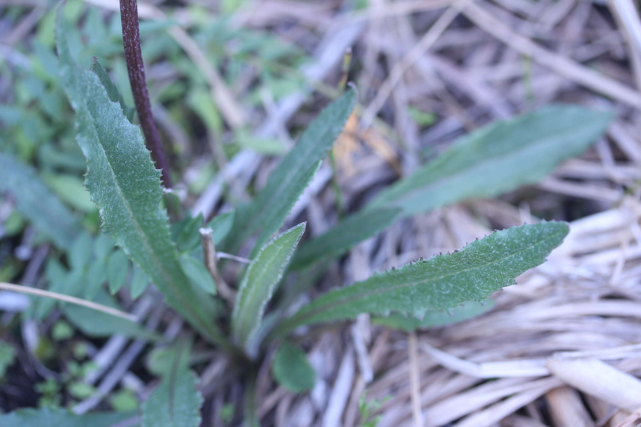 Image of Small Black-Tip Ragwort